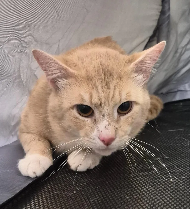 A young medium-sized male Domestic Short Hair cat named Prince for adoption in Christiansburg, VA