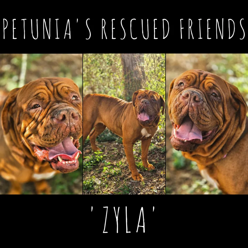 An adult large-sized female Mastiff dog named Zyla for adoption in Castroville, TX