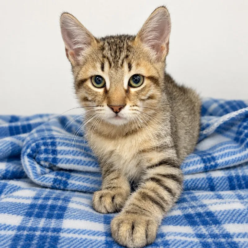 A baby small-sized male Brown / Chocolate Domestic Short Hair cat named Reese for adoption in Austin, TX