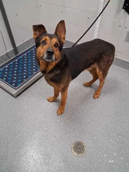 An adult large-sized male Mixed Breed dog named Mighty Moe for adoption in Sevierville, TN