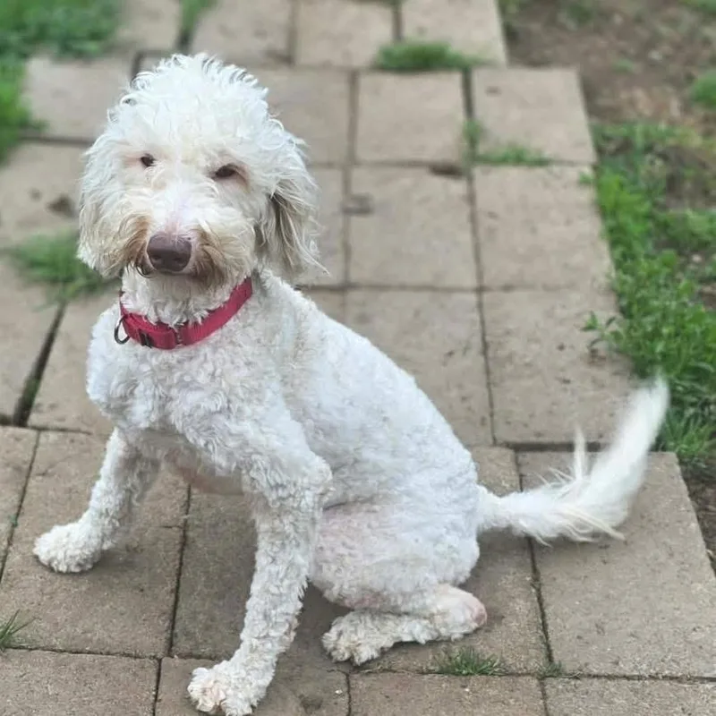 An adult medium-sized female Labradoodle dog named Polly for adoption in Eugene, OR
