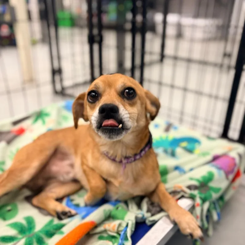 An adult small-sized male Brown / Chocolate Terrier dog named Buck for adoption in Houston, TX