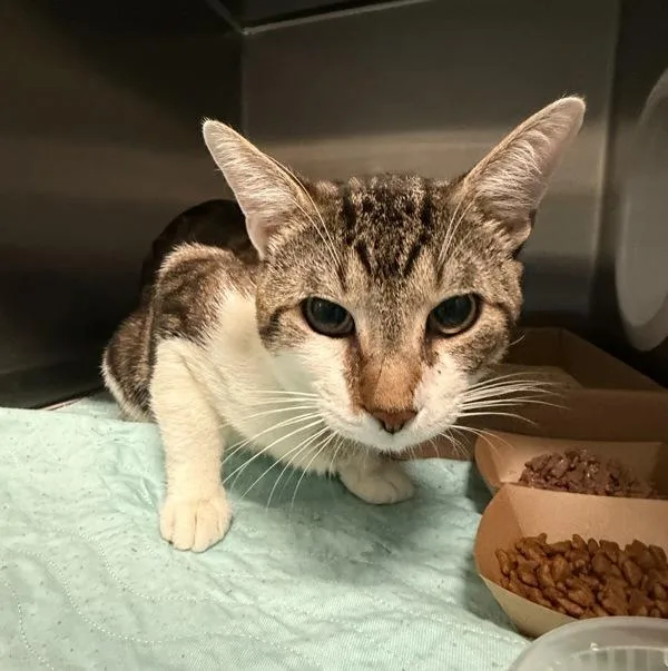 An adult medium-sized male Domestic Short Hair cat named Valiant for adoption in Ridgewood, NY