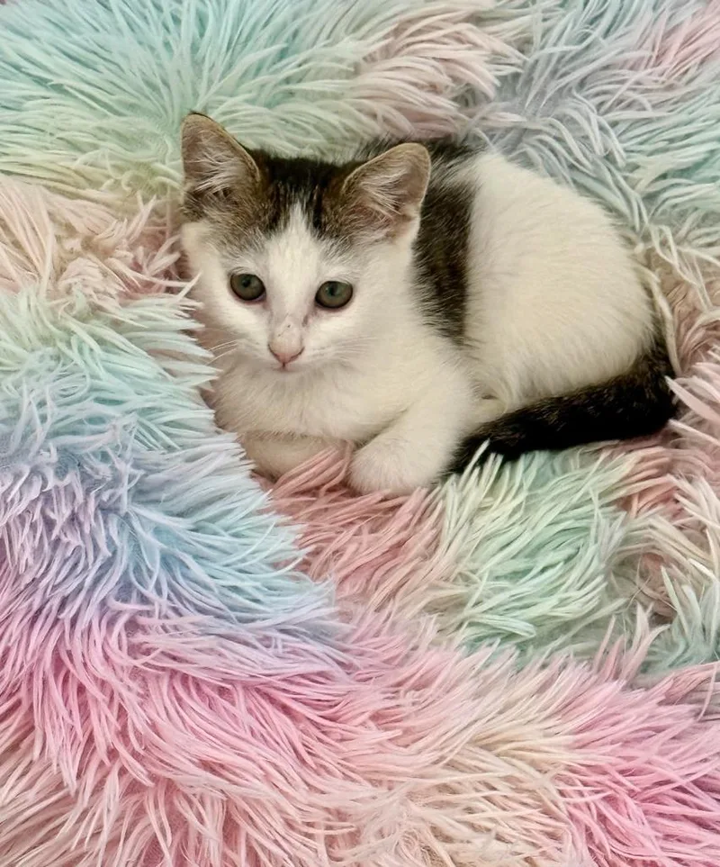 A baby medium-sized female Domestic Short Hair cat named Ember Pulaski for adoption in Salt Lake City, UT