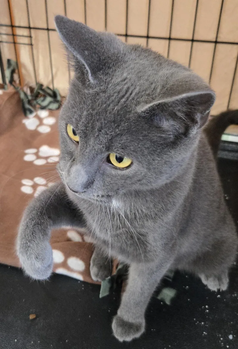 A baby medium-sized male Gray / Blue / Silver Domestic Short Hair cat named Blazer for adoption in Mokena, IL