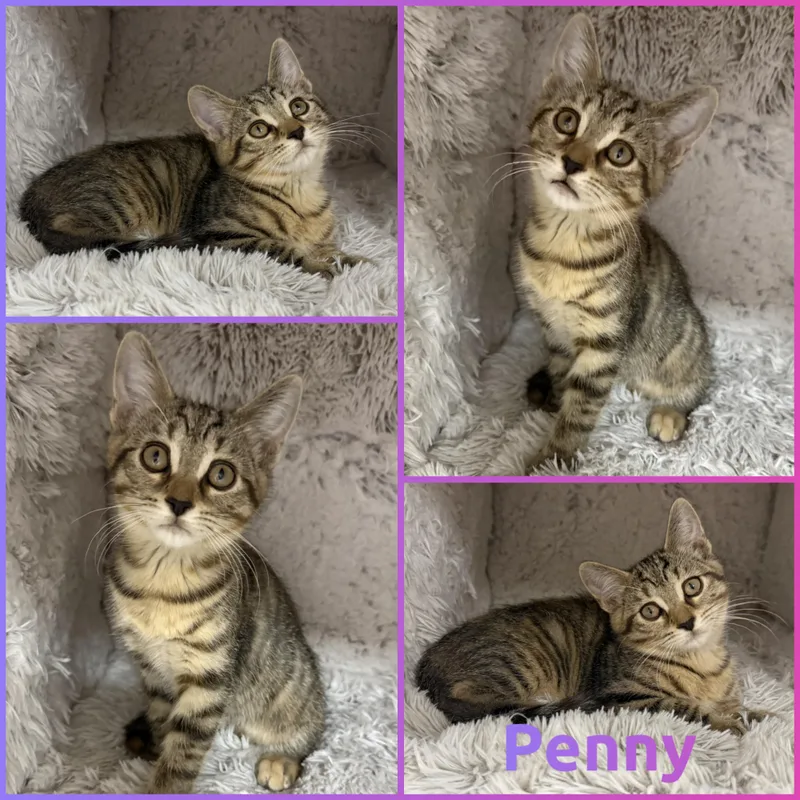 A baby small-sized female Tabby (Buff / Tan / Fawn) Domestic Short Hair cat named Penny for adoption in Louisville, KY
