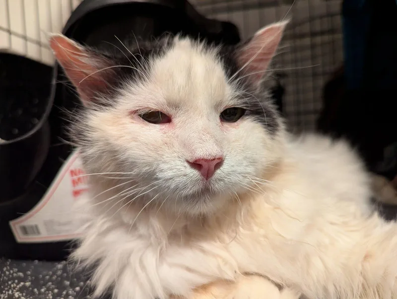 An adult medium-sized male Domestic Medium Hair cat named Angus for adoption in San Jose, CA
