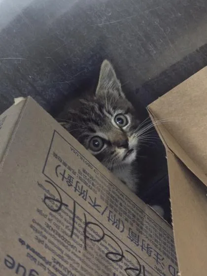 A baby small-sized female Domestic Short Hair cat named Spicy Jalapeno for adoption in Roseville, CA