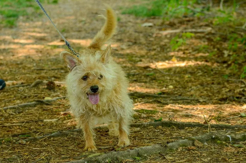 A senior small-sized male Terrier dog named Baxter for adoption in Brick, NJ