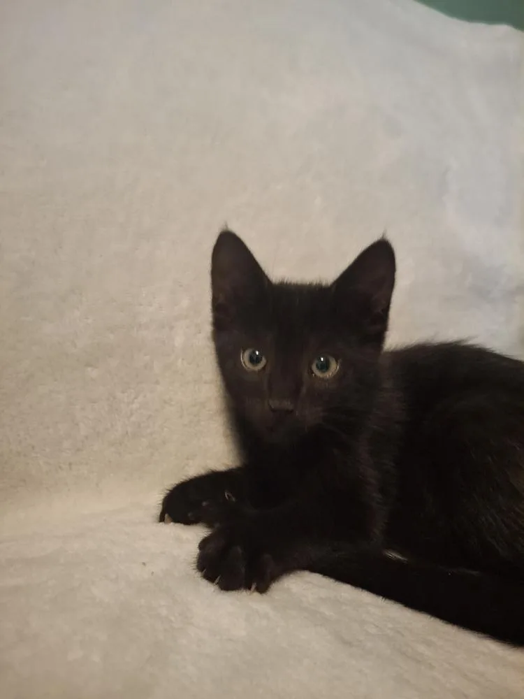 A baby small-sized male Black Domestic Short Hair cat named Bratwurstb. for adoption in Peoria, IL