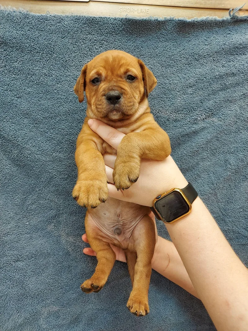 A baby medium-sized female Labrador Retriever dog named Karter for adoption in Herndon, VA