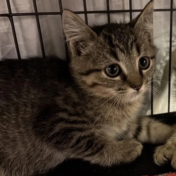 A baby medium-sized male Tabby (Brown / Chocolate) Domestic Short Hair cat named Cheetah for adoption in Prince Frederick, MD