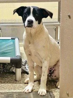 A young large-sized male English Pointer dog named Parker for adoption in Clyde, NC