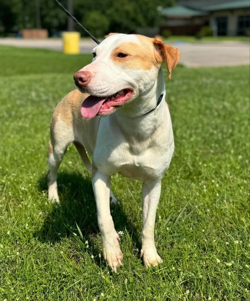 An adult medium-sized female Pit Bull Terrier dog named Roz for adoption in Leverett, MA