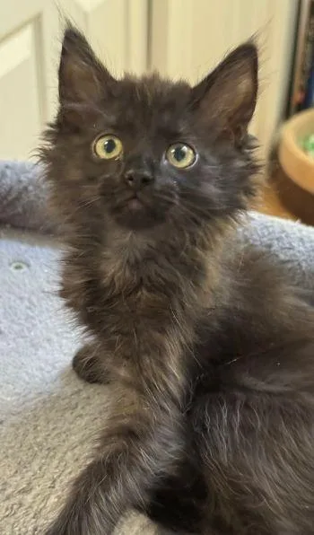 A baby medium-sized male Domestic Long Hair cat named Artemis for adoption in Davis, CA