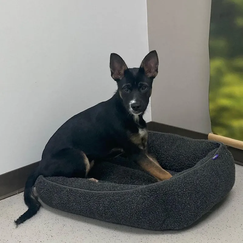 A baby large-sized female Black Shepherd dog named Molly for adoption in Cumberland, RI