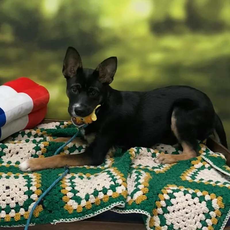 Molly thumbnail 3