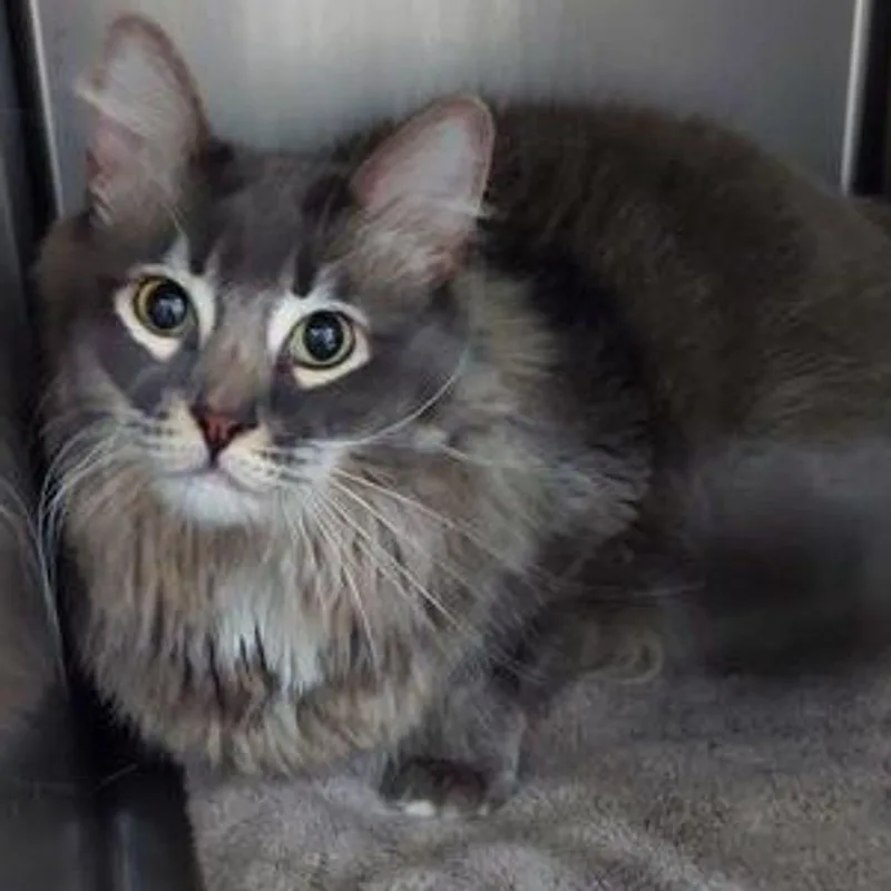 An adult medium-sized male Gray / Blue / Silver Domestic Long Hair cat named Cornelius for adoption in Lake Havasu City, AZ