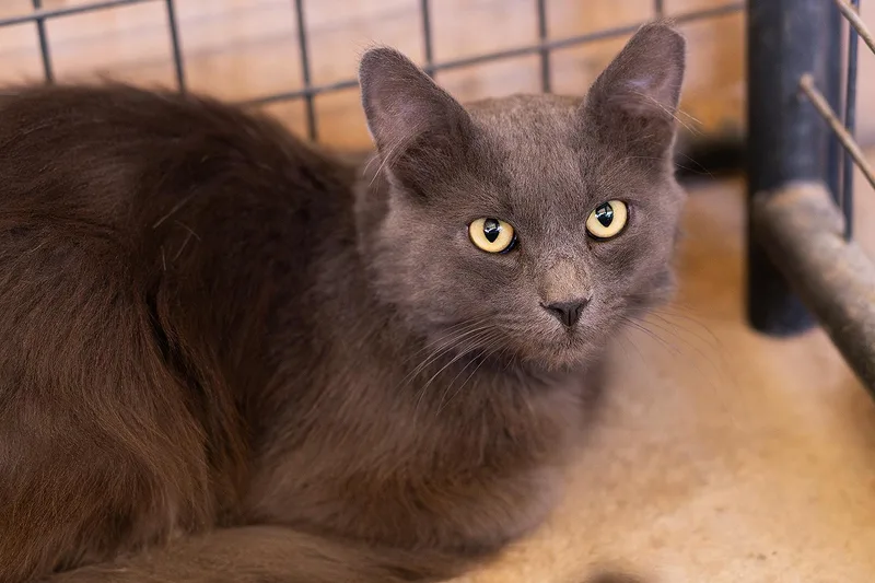 An adult medium-sized male Gray / Blue / Silver Domestic Medium Hair cat named Church for adoption in Marana, AZ