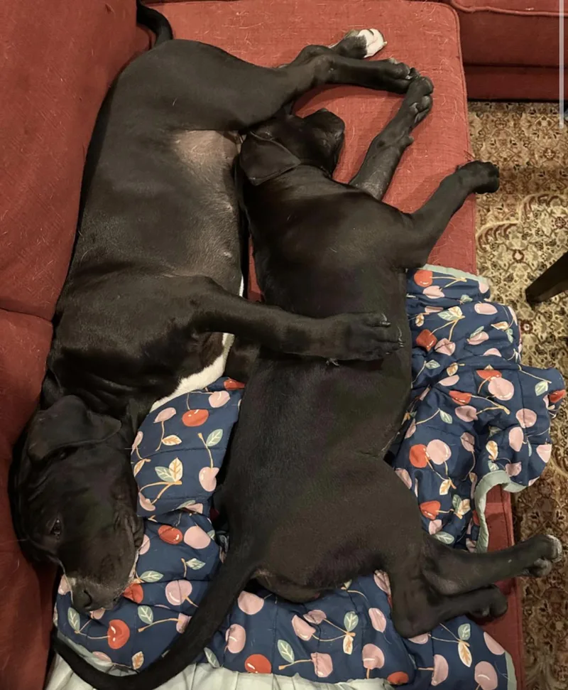 A baby medium-sized female Pit Bull Terrier dog named Elaine for adoption in Pembroke, MA