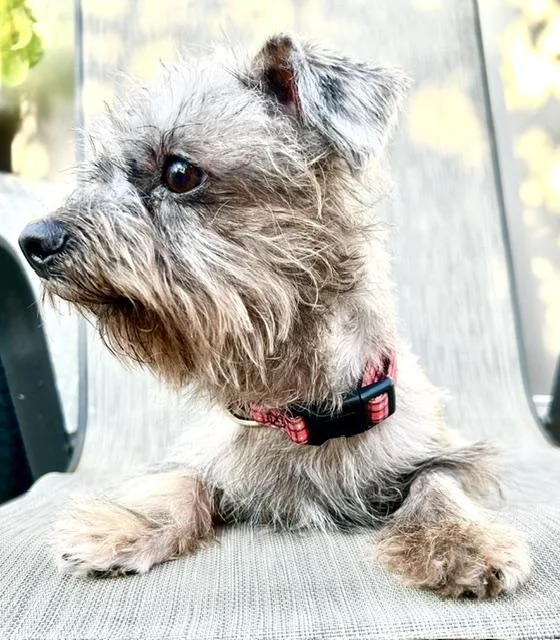 A young small-sized male Gray / Blue / Silver Maltipoo dog named Pico for adoption in Buffalo, NY