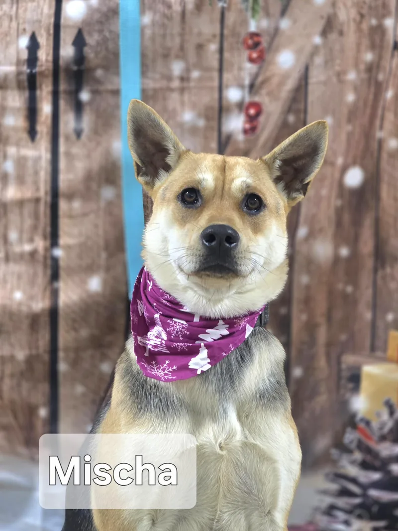 A young medium-sized female German Shepherd Dog dog named Mischa for adoption in Walthill, NE