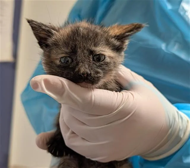 A baby small-sized female Domestic Short Hair cat named Callie for adoption in Bakersfield, CA