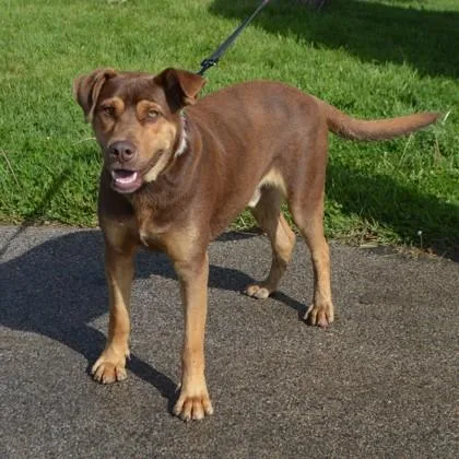 A young large-sized male Mixed Breed dog named Gizmo for adoption in Elk Grove Village, IL