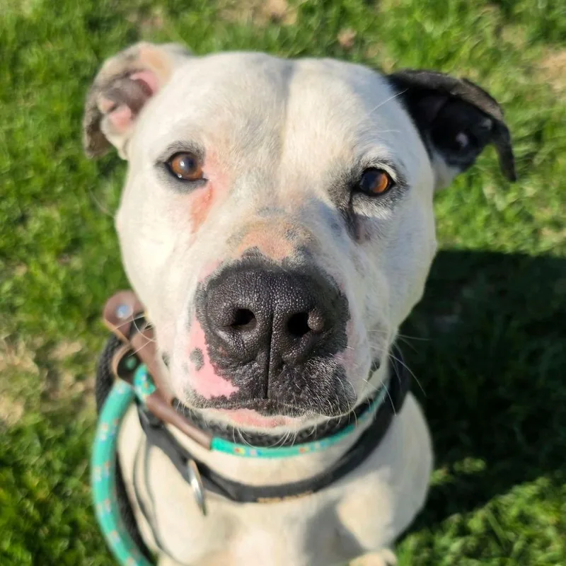 An adult large-sized male White / Cream Terrier dog named FinchJASON for adoption in St. Louis, MO