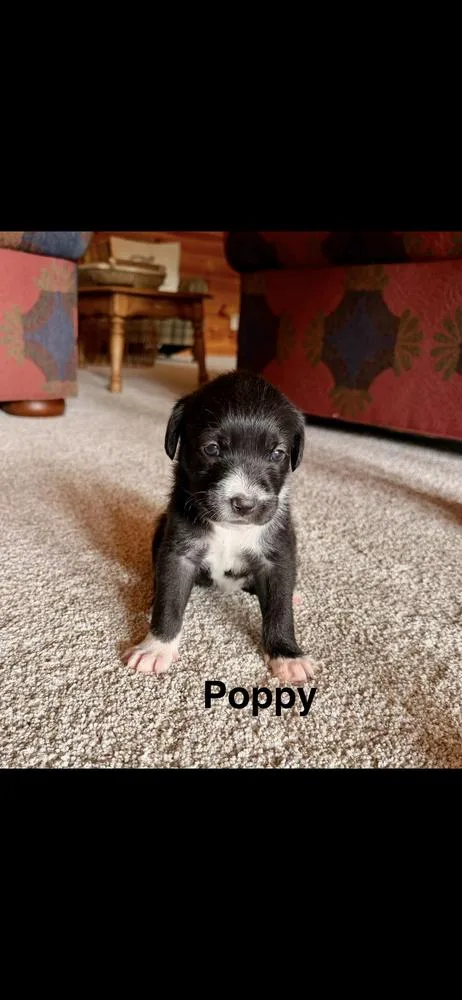 A baby small-sized female Goldendoodle dog named Poppy for adoption in Marietta, GA