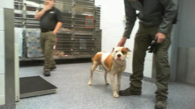 A young large-sized male Pit Bull Terrier dog named A for adoption in Charlotte, NC