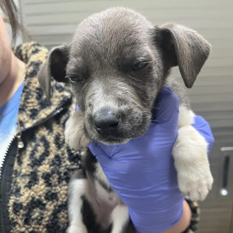A baby small-sized female Gray / Blue / Silver Labrador Retriever dog named Mini for adoption in Clanton, AL