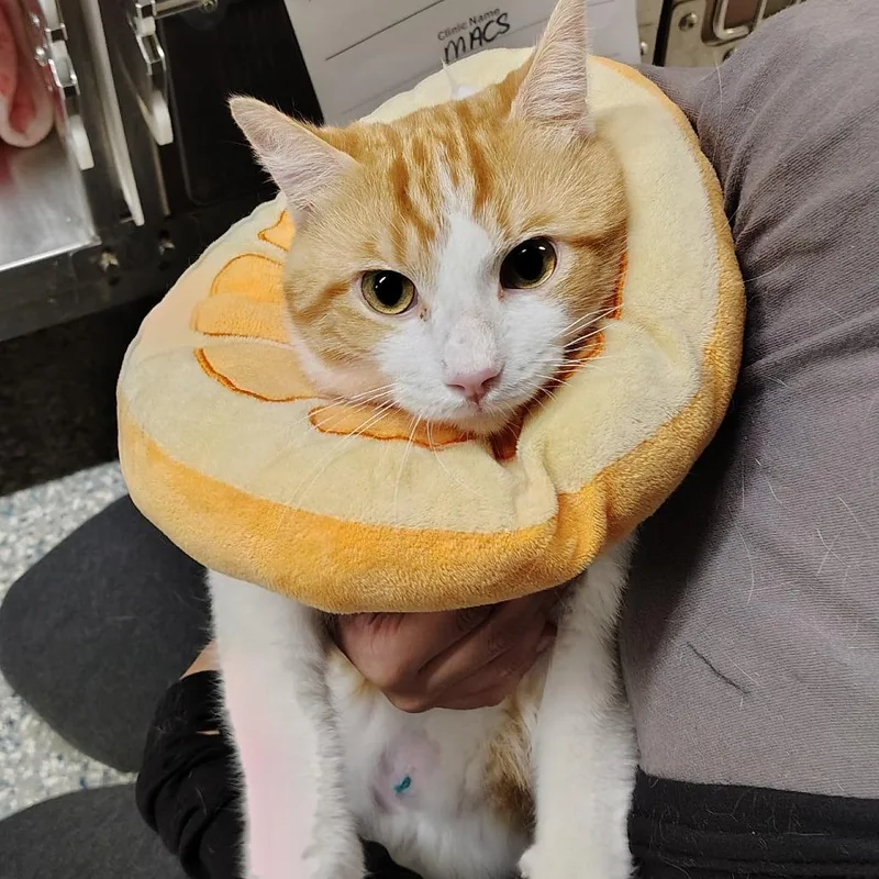 An adult medium-sized male Orange / Red Domestic Short Hair cat named Cacti for adoption in Dearborn, MI