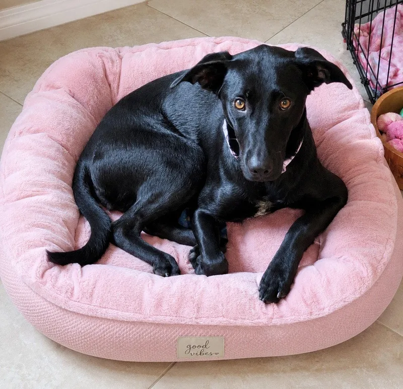 An adult medium-sized female Whippet dog named Harley for adoption in Euless, TX