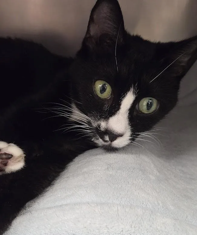 A senior medium-sized female Domestic Short Hair cat named Ruby for adoption in North Myrtle Beach, SC