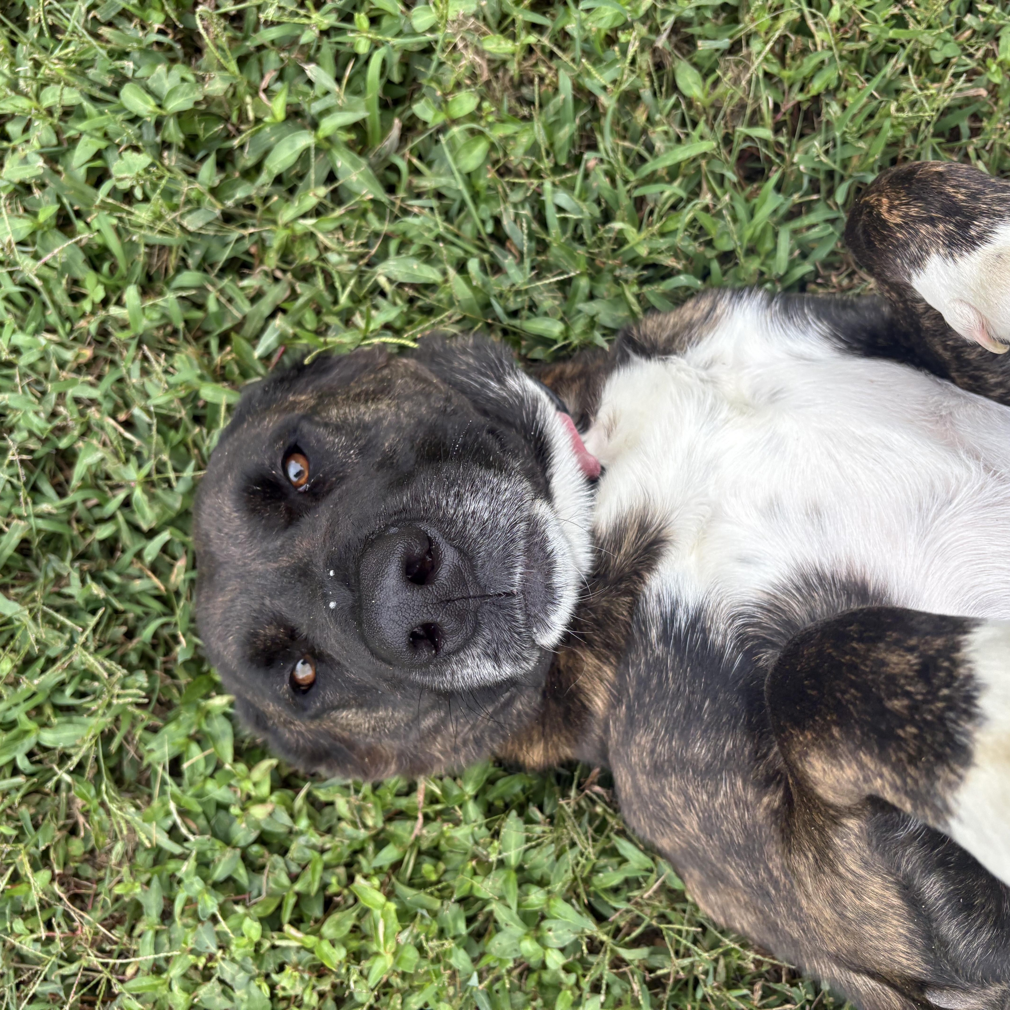 An adult large-sized female Mixed Breed dog named Chloe for adoption in Bardstown, KY