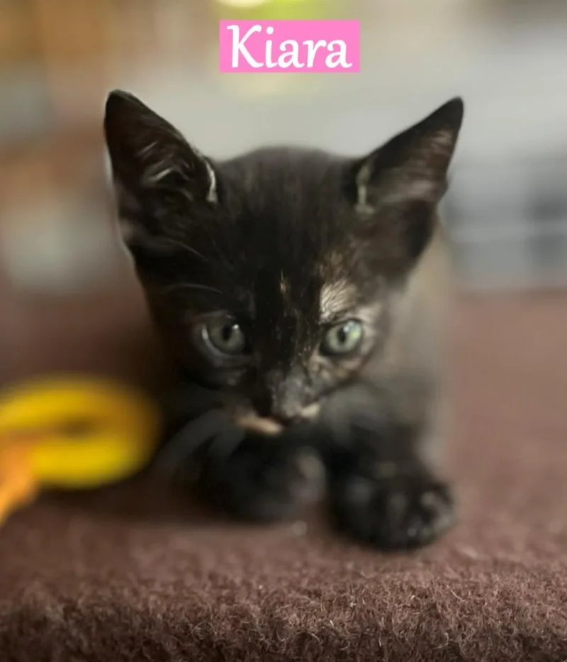 Kiara