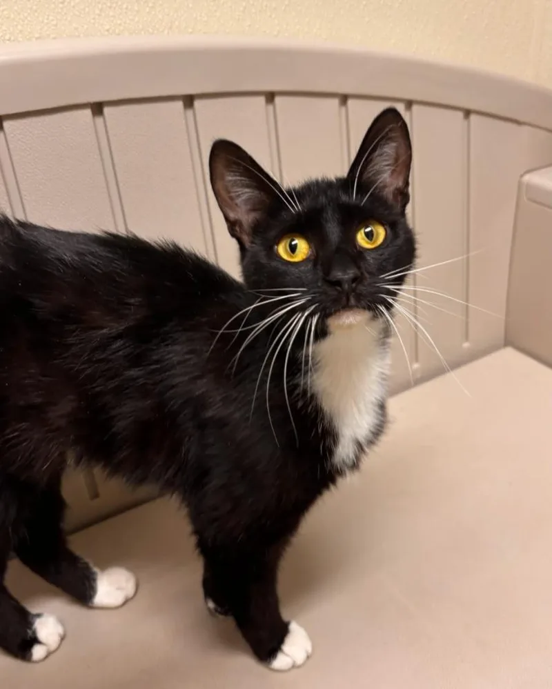 A baby medium-sized female Domestic Short Hair cat named Mocha for adoption in Sandusky, OH