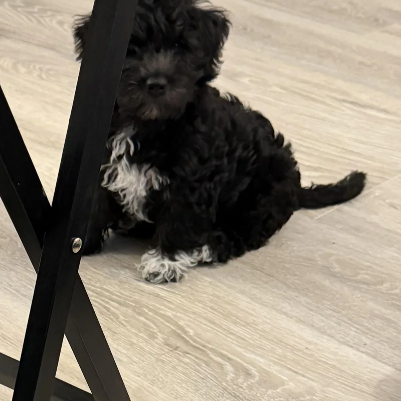 Frannie