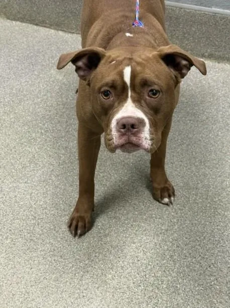 A young large-sized female Pit Bull Terrier dog named Raven for adoption in Las Vegas, NV