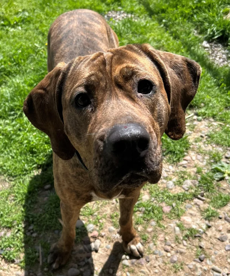 An adult large-sized female Brindle Coonhound dog named Reyn for adoption in Neillsville, WI