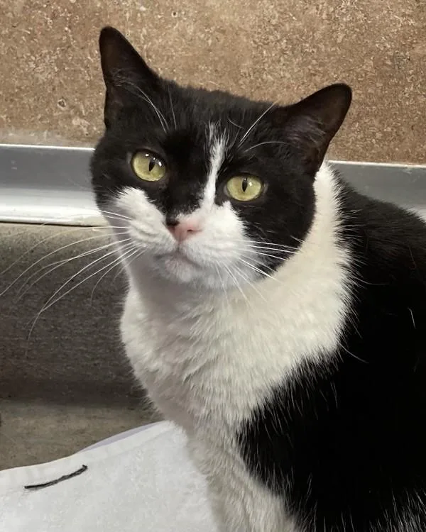 A senior small-sized female Domestic Medium Hair cat named Frida for adoption in Novato, CA