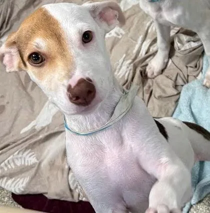 A baby small-sized female Mixed Breed dog named Mei Mei for adoption in Washington, DC