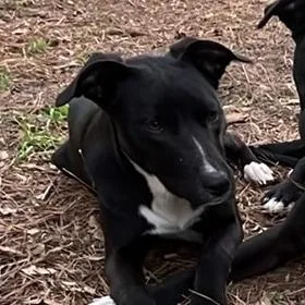 Puppyfoot thumbnail 2