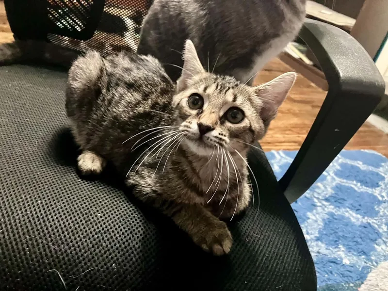 A young medium-sized male Tabby (Brown / Chocolate) Domestic Short Hair cat named Porter for adoption in Tyler, TX