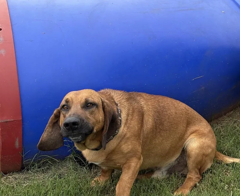 A young medium-sized male Tricolor (Brown, Black, & White) Hound dog named Abbott for adoption in Deerfield, WI