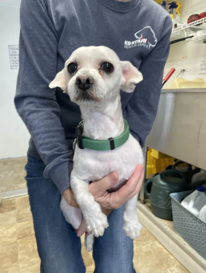 A young small-sized male Maltese dog named Louie for adoption in Oxford, MI