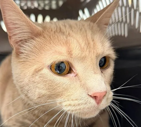 An adult medium-sized male Domestic Short Hair cat named Finn for adoption in Des Moines, IA