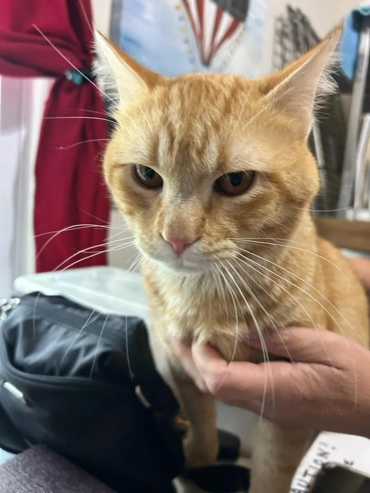 A young large-sized male Domestic Short Hair cat named Hudson Hicksville for adoption in Westbury, NY