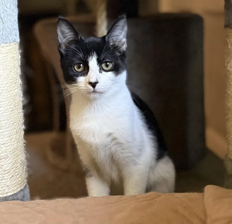 A baby small-sized female Black & White / Tuxedo Domestic Short Hair cat named Chaplin for adoption in Nashville, TN